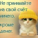 Котик в желтой шапке