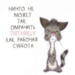 Возмущенный кот