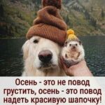 Собака и ежик в шапках