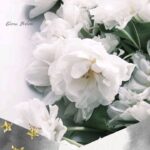 белые цветы