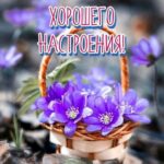 Фиолетовые цветы в корзинке