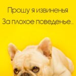 Французский бульдог