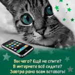 Кот и телефон