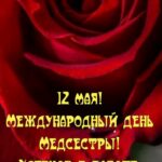 Роза красная