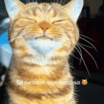 Довольный рыжий кот