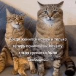 Коты из мемов