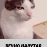 Недовольная кошка